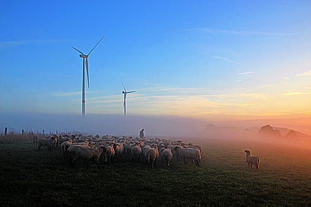 photography of person surrounded sheep near windmills thumbnail