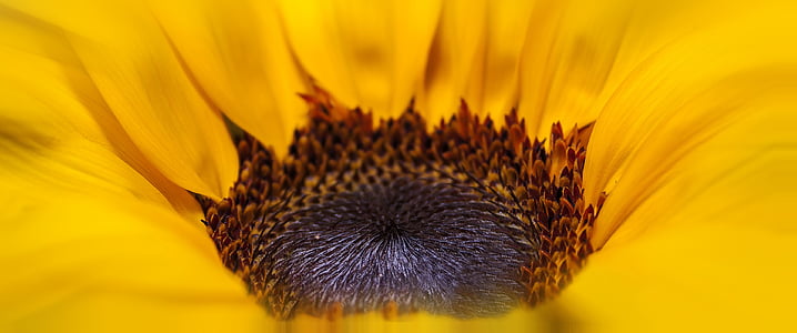 macro photography of yellow sunflower thumbnail