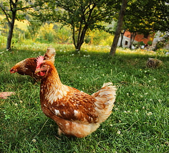 two brown hens on green grass thumbnail