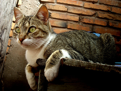 brown tabby cat on shelf thumbnail