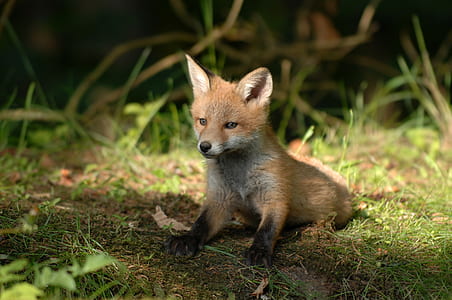 orange fox kitten on green grass thumbnail