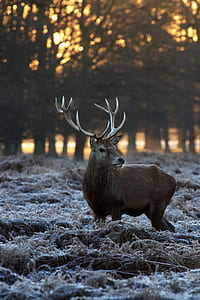 brown and black deer near high trees at golden hour thumbnail