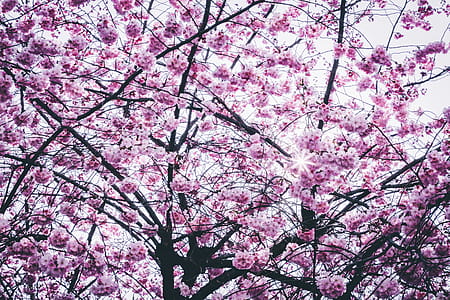 Cherry Blossom Tree thumbnail