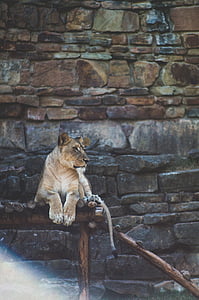 brown lionesse thumbnail