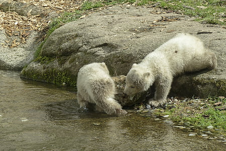 two polar bears on body of water thumbnail