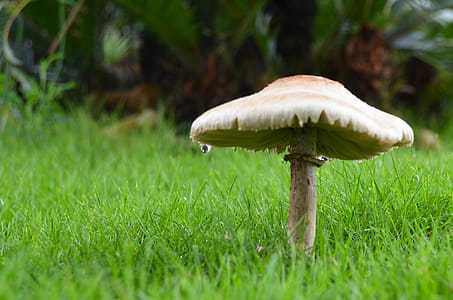 Mushroom after the rain thumbnail