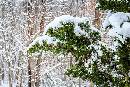 photo of green leafed tree with snow thumbnail