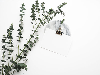 photo of white clip board with green leaf plant thumbnail