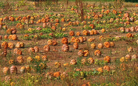 photo of squash field thumbnail
