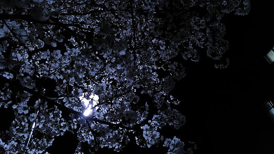 low angle photograph of moon rays on tree thumbnail