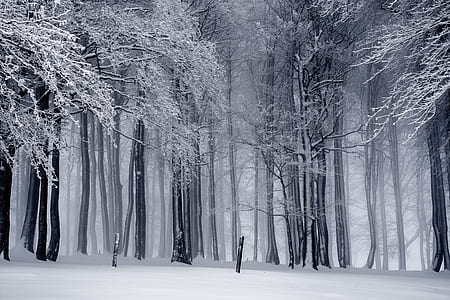 snowed trees photo thumbnail