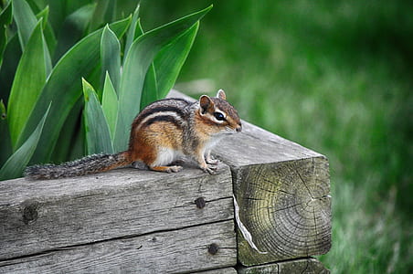 brown squirrel on wooden plant box in tilt shift photography thumbnail
