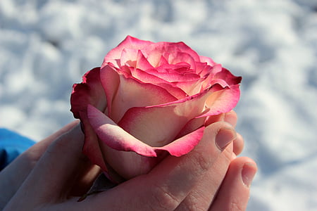 person holding pink and white rose thumbnail