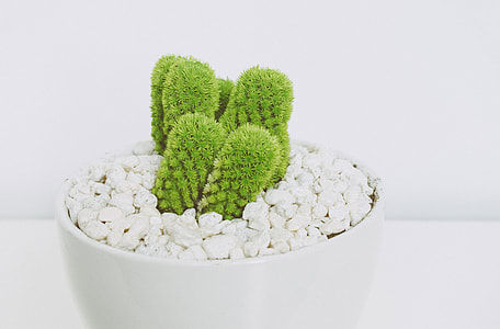 cactus plant thumbnail
