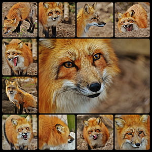 fox photos collage thumbnail