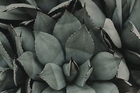 green leafed plant thumbnail