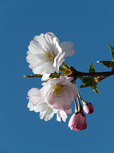 blooming white and pink flower under clear blue sky thumbnail
