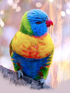 multicolored bird at daytime thumbnail