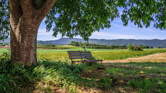 brown wooden bench under tree thumbnail