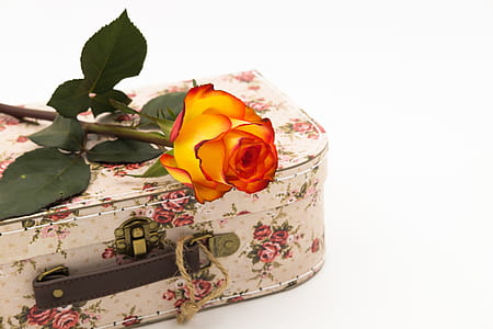 orange and red rose on luggage thumbnail