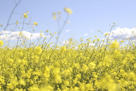 yellow petaled flowers thumbnail