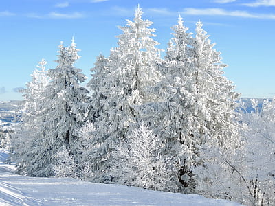 pine tree covered with snow thumbnail