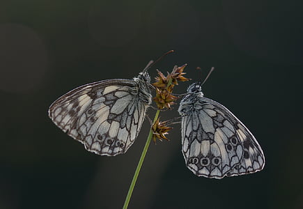 closeup photography of two gray butterflies thumbnail