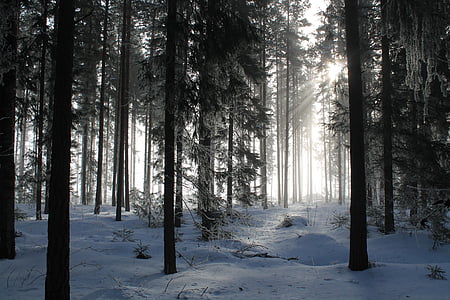 landscape photo of forest during winter thumbnail
