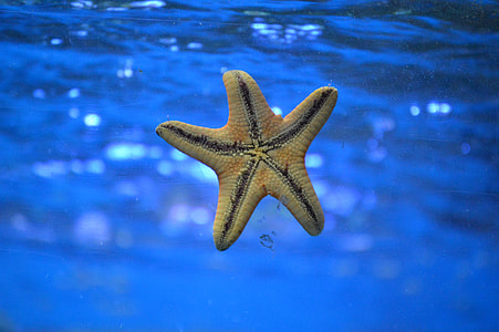 starfish in water thumbnail