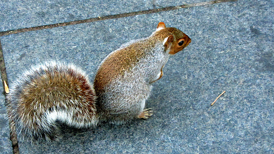 Sciurus Carolinensis, Grey Squirrel thumbnail