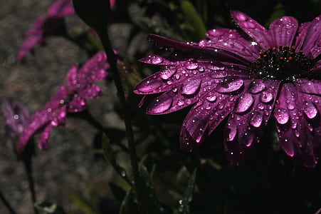 purple flowers with water drops thumbnail
