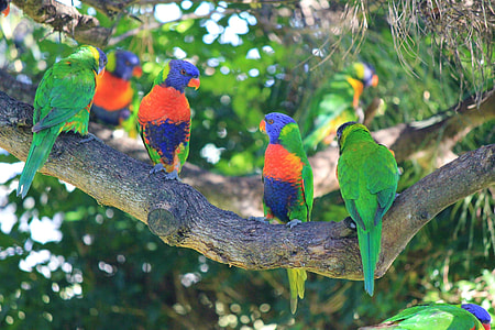four birds on tree branch during day thumbnail