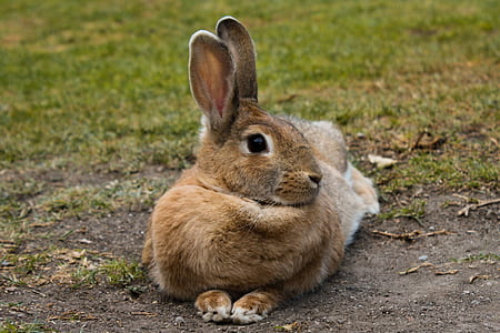 brown rabbit on field thumbnail