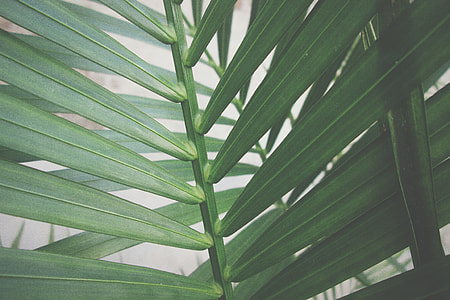 green palm leaf thumbnail