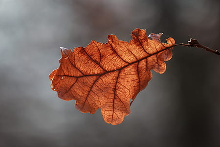 selective focus photography of brown dried leaves thumbnail