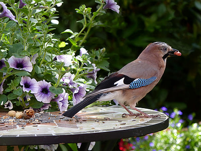 brown and black bird standing on slate top table near flowers thumbnail