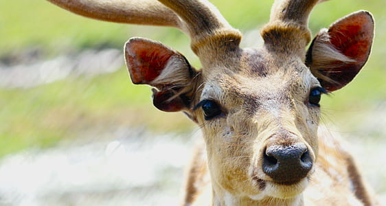 brown deer thumbnail