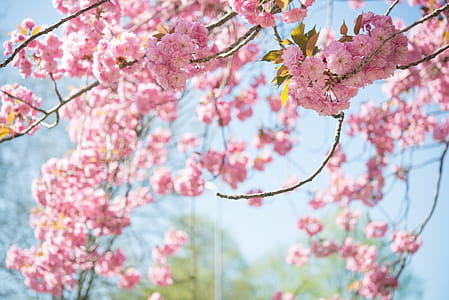 Tilt-shift Photography of Cherry Blossoms thumbnail