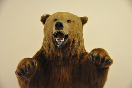 brown bear wallpaper thumbnail