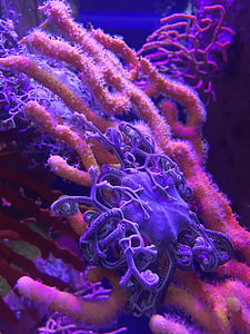 pink and purple corals thumbnail
