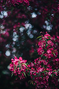Lovely pink flowers blooming from the tree branches thumbnail