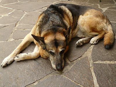 adult German shepherd lying on ground thumbnail