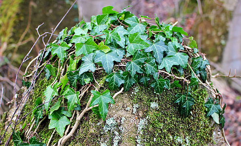 close-up photography of green leafed plant thumbnail