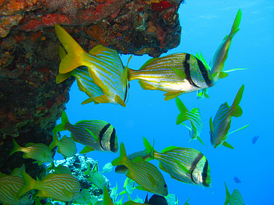 shoal of fish thumbnail