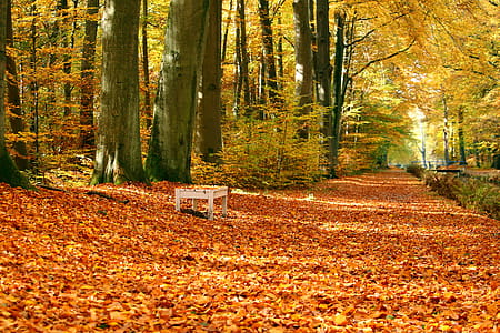 Autumn/Fall Park thumbnail