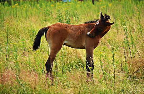 brown horse on grass thumbnail