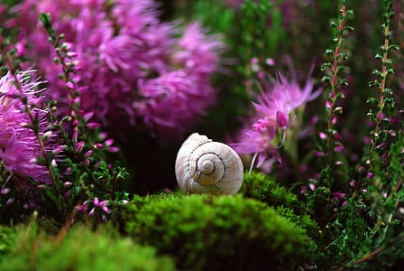 close up photography of garden snail with cluster petaled flowers thumbnail
