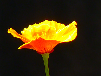 Iceland Poppy, Papaver Nudicaule thumbnail