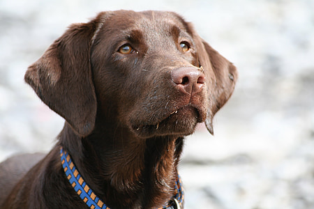 macro photography of adult brown dog thumbnail