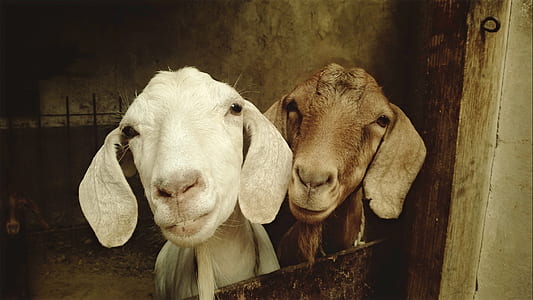 two white and brown goats in shed thumbnail